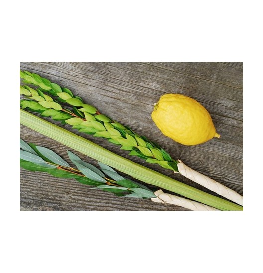 Lulav and Etrog Set From Calabria Italy - Deluxe Extra Mehudar Yanover