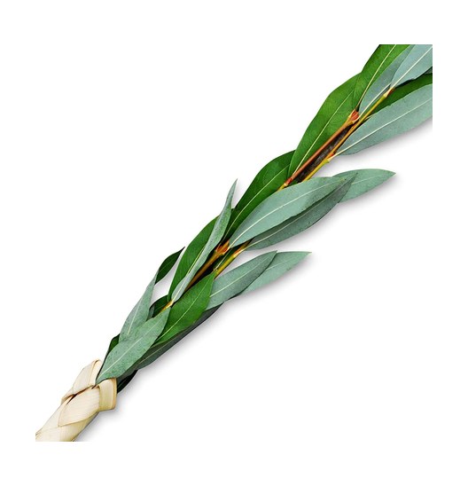 Extra Set of Arovot (Willow)