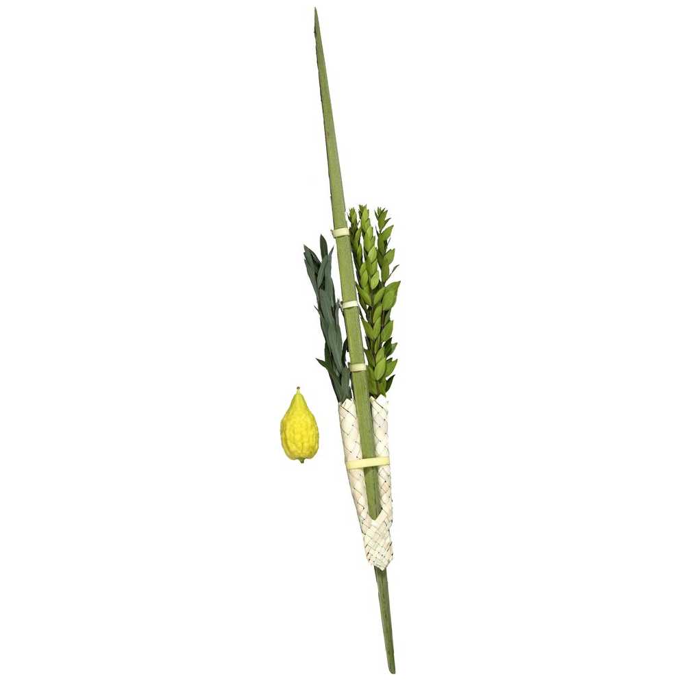 Lulav And Etrog From Israel - With Pitom -Perfect For Sukkot