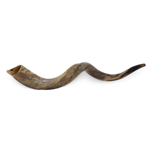 Yemenite Shofar