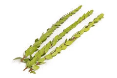 Extra Pack of Haddasim