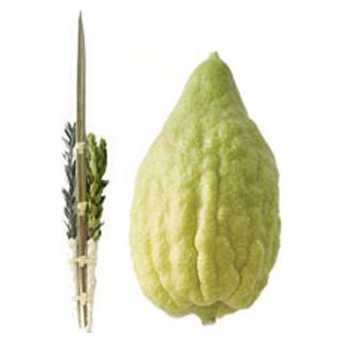 Yanover Etrog & Lulav Set - No Pitom -Perfect For Sukkot