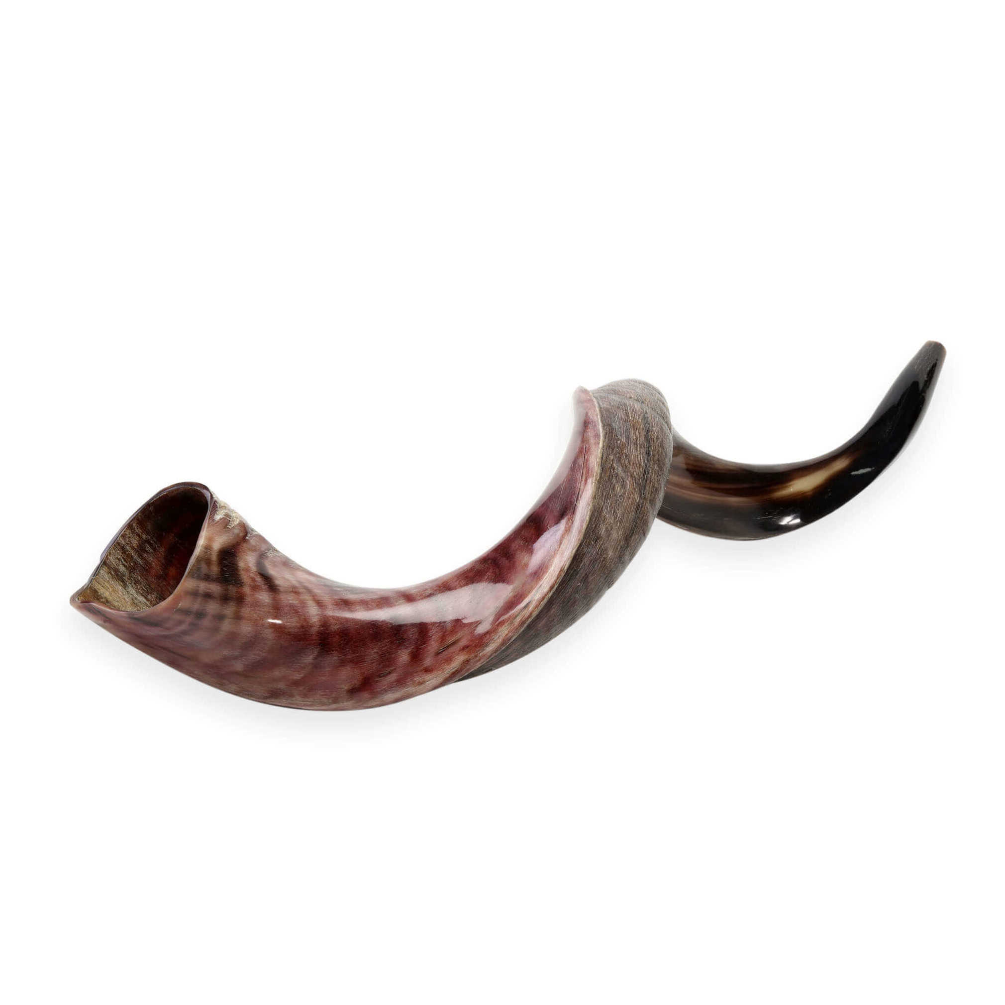 Yemenite Half Polished Shofar