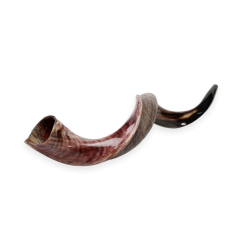 32-36 Decorative Musical Horn Half-Polished Shofar Bag Anti Odor Spray Functional Jewish Gifts for Women & Men by Holy Voice Handcrafted Kosher Kudu Shofar from Israel 