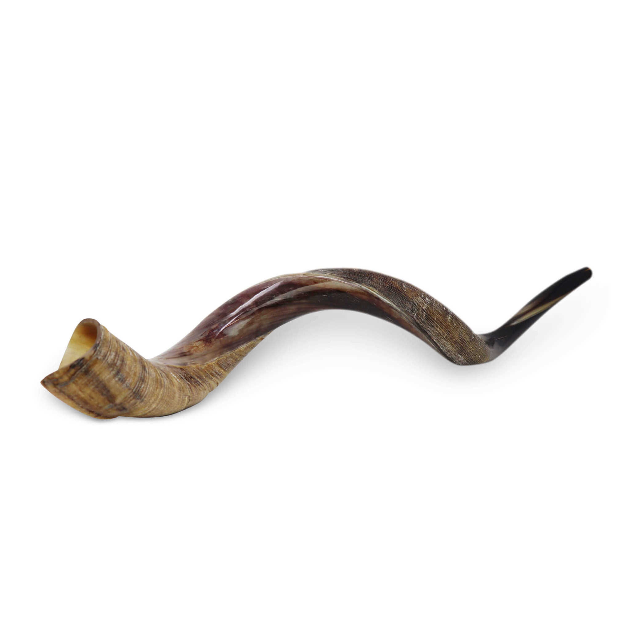 Yemenite Half Polished Shofar - Size 5 - Large