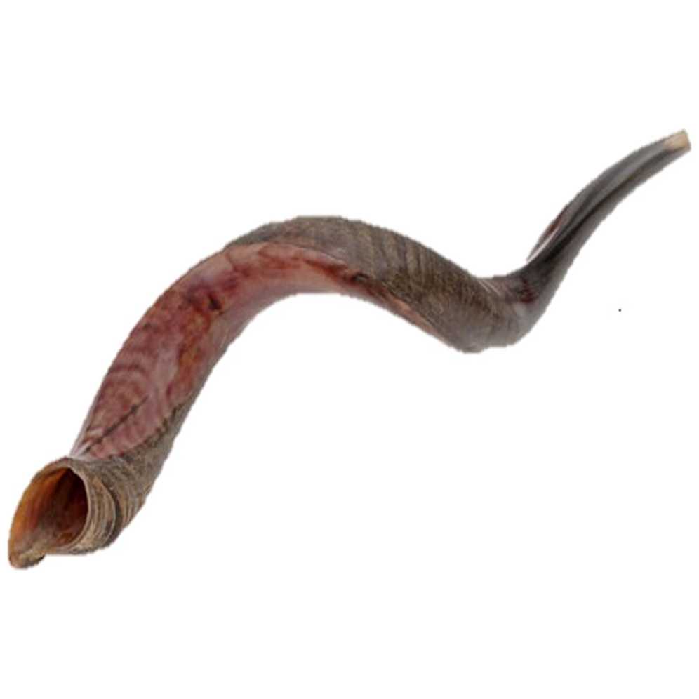 Yemenite Half Polished Shofar - Size 1 - Mini