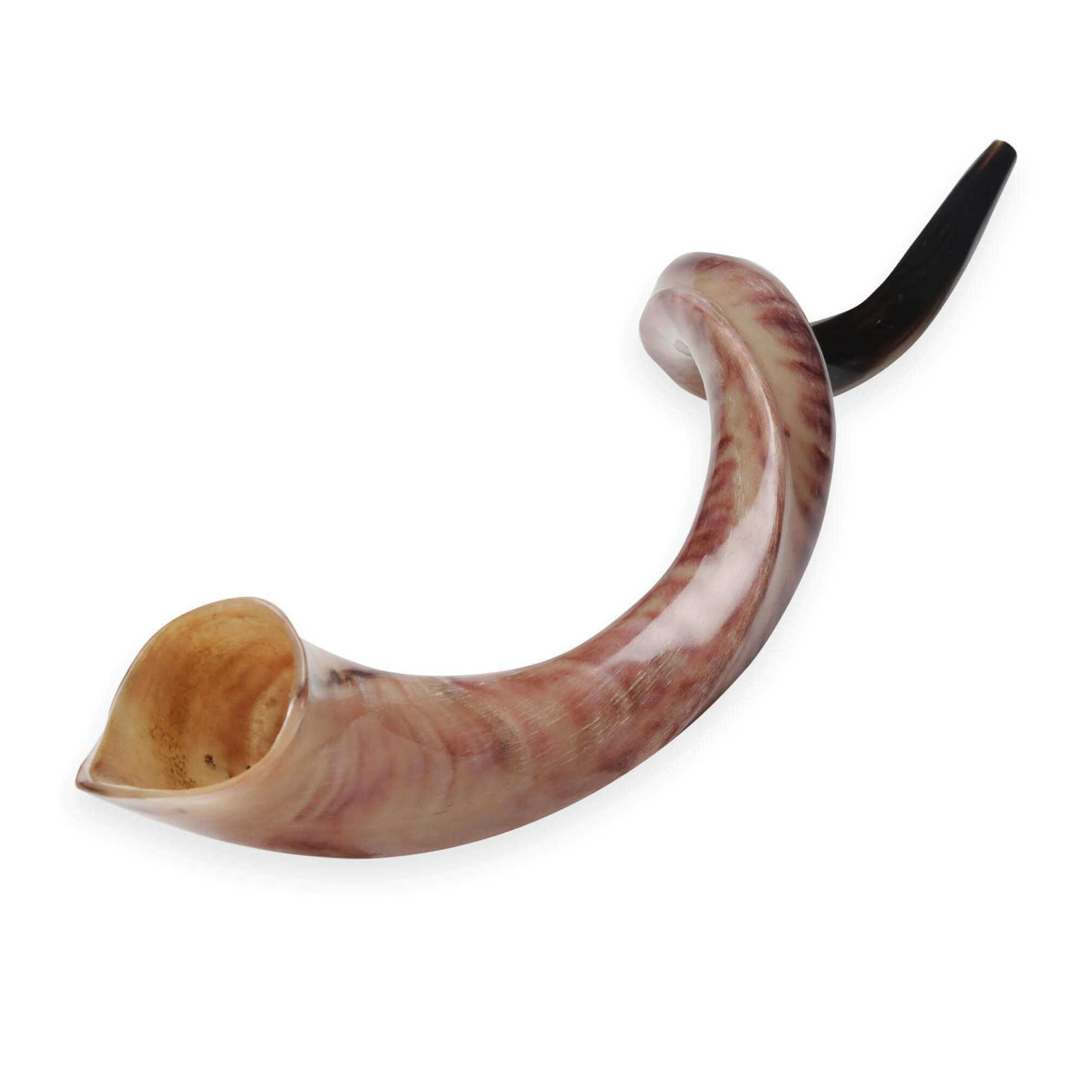 Yemenite Polished Shofar